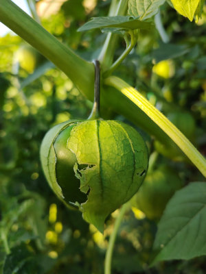 Eine reife Tomatillo deren Hülle aufgeplatzt ist.